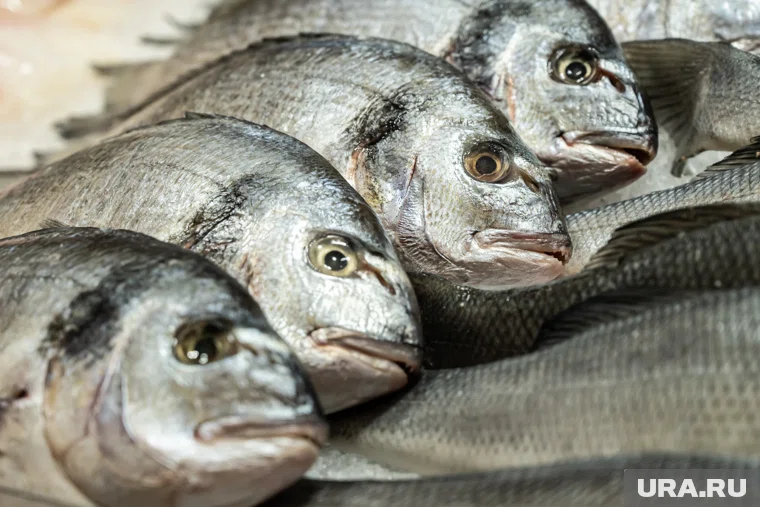 Рыбная продукция дорожает в Курганской области