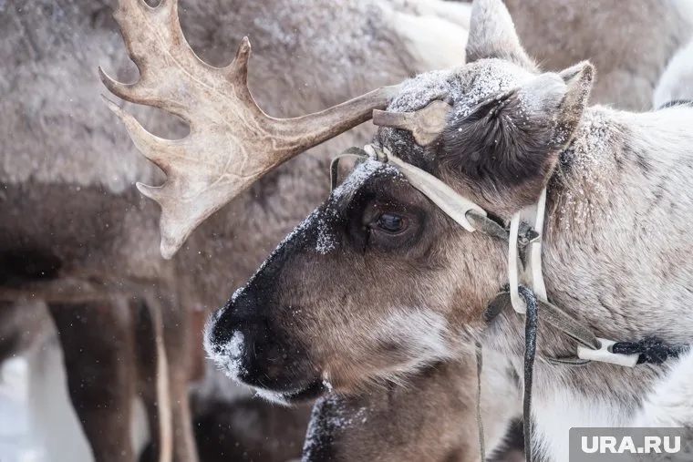 Отогнать волков от оленей помешала погода, передает «ЧП Ямал»