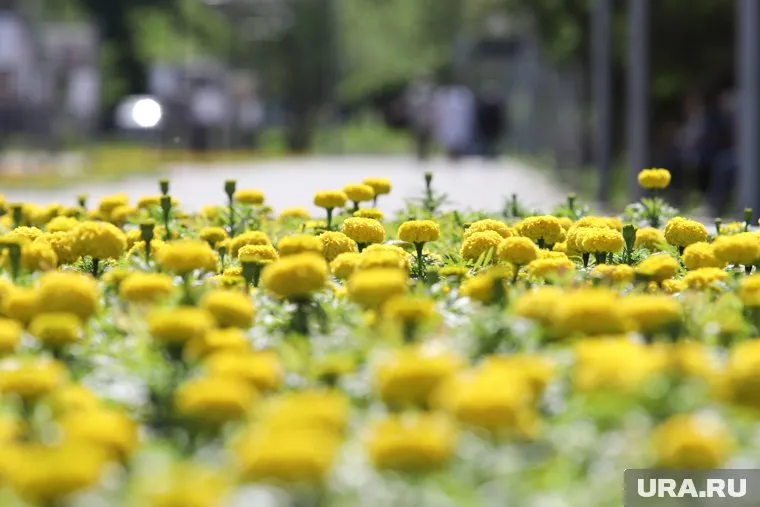 Гвоздики привезли в Екатеринбург из Латвии