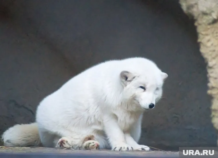 Ученые будут следить за перемещениями песцов по тундре с помощью GPS