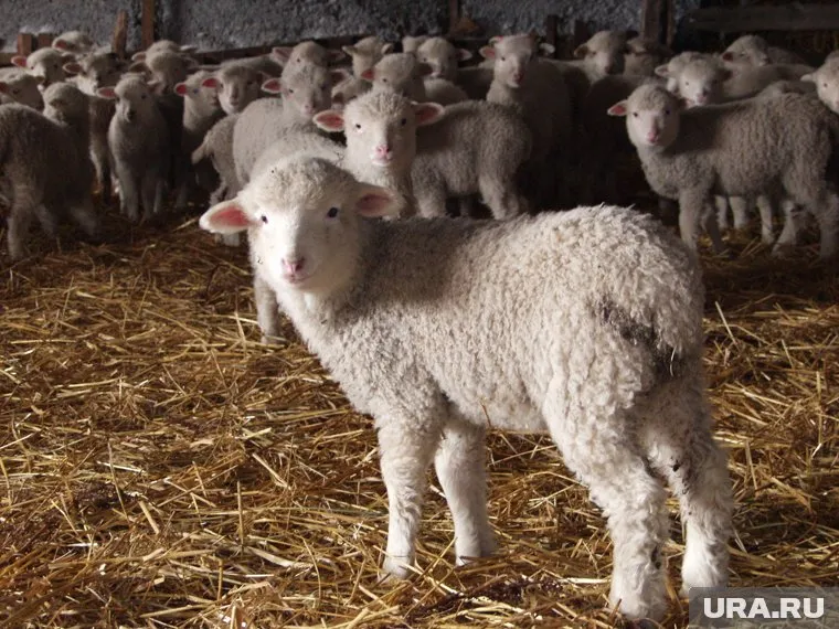 В курганском лесу нашли трупы утонувших ягнят в районе деревни Белый Яр, передают очевидцы