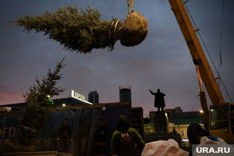 Ели, привезенные в столицу Урала, высадят не только у мэрии