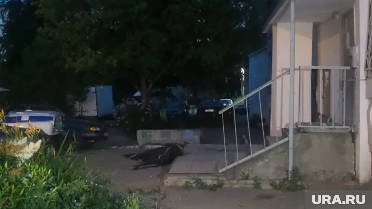Трагедия произошла в доме по адресу улица Ярославская, 33