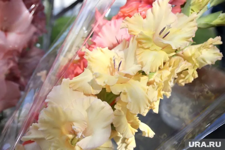 Цены на гладиолусы вырастут в два раза