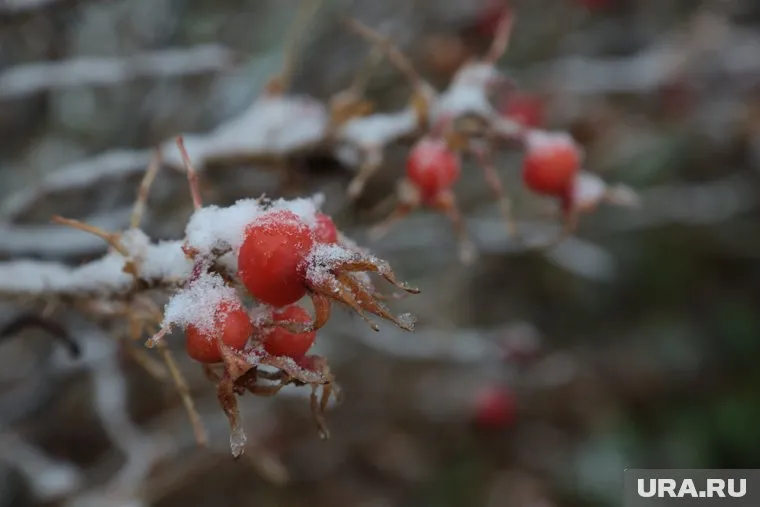 Жители Октябрьского округа делятся видео с первым снегом