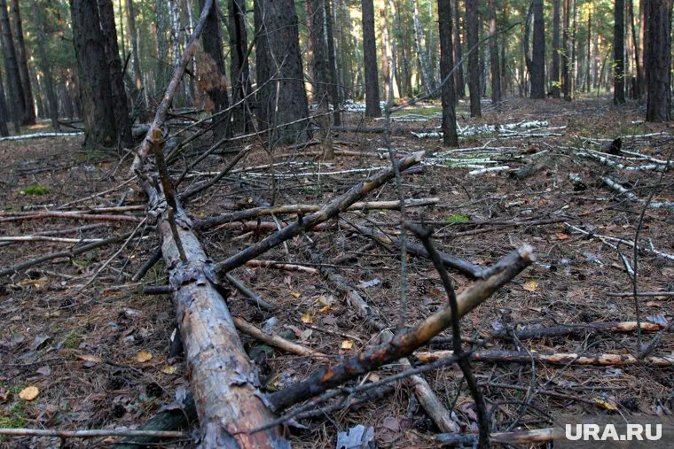 Закон о валежнике вступает в силу с января 2019 года