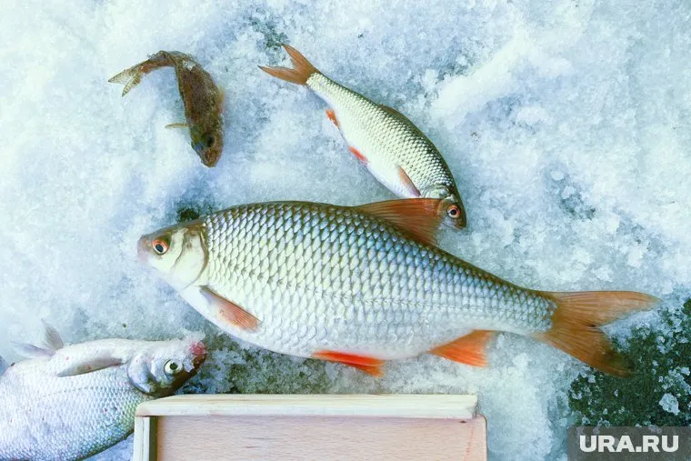 Рыбак поймал берша и окуня (архивное фото)