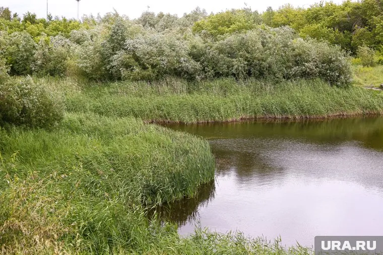 Волонтеры сообщают, что из-за нефтепродуктов погибают утки