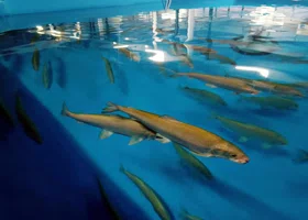 В ЯНАО придумали новый способ, как отследить молодь ямальского муксуна 