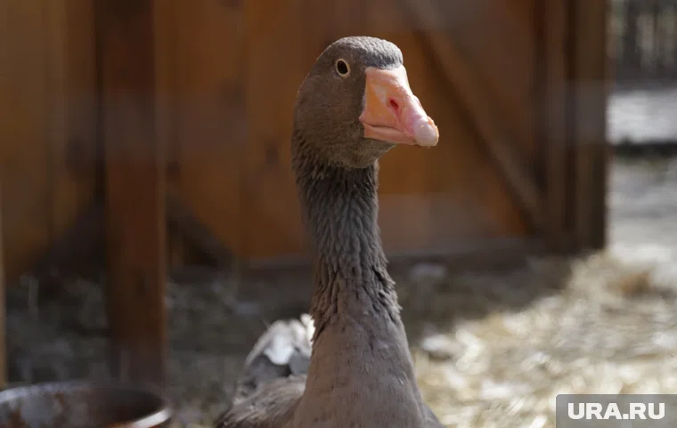 Курганцев научат готовить шадринского гуся