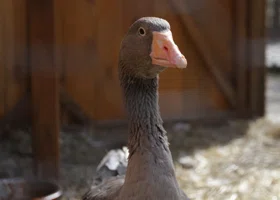 Гусиный забег и купеческий разгуляй: в Шадринске пройдет масштабный энтокультурный фестиваль