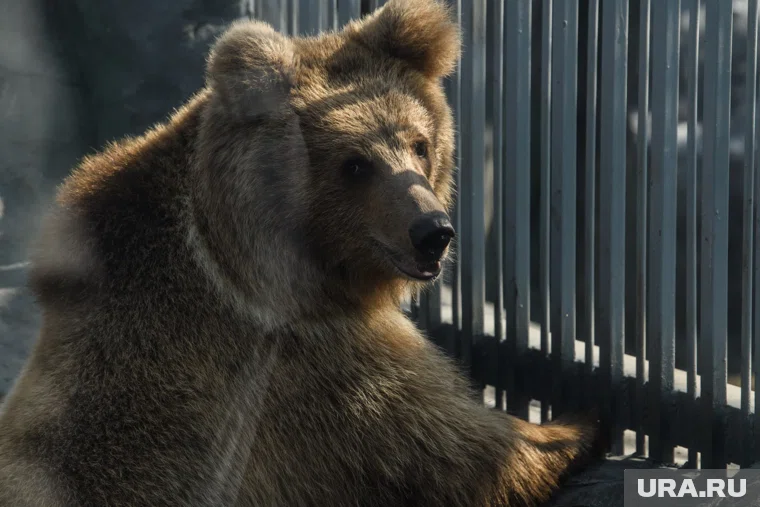 Житель ХМАО встретил в лесу медведя, который отобрал у него шишки