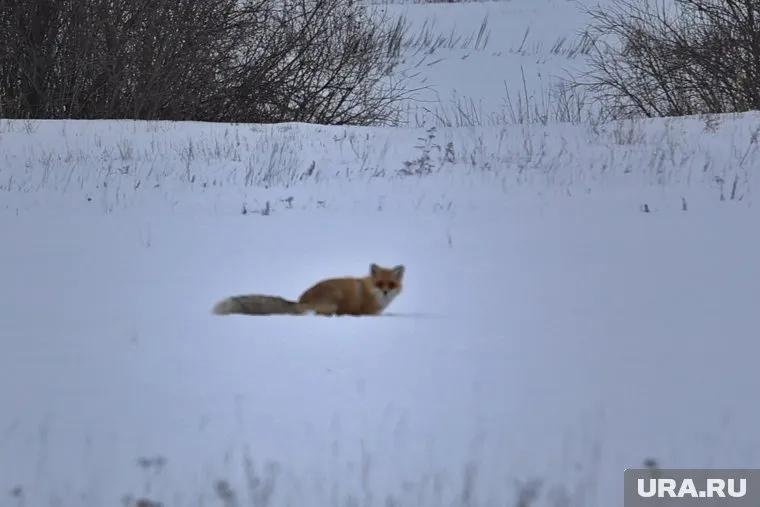 У одной из пойманных охотником лис было бешенство (архивное фото)
