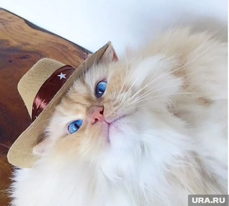 Перед таким взглядом невозможно устоять