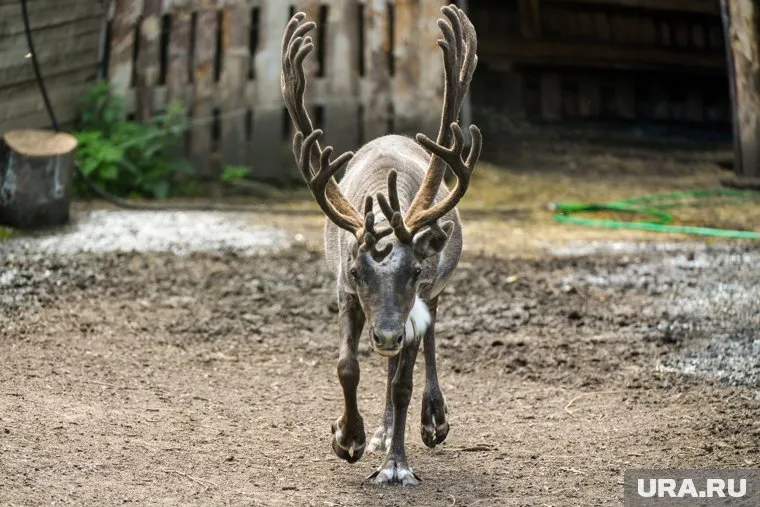 Животные выскакивают на дорогу, мешая движению