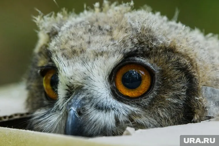 В вольеры поместили двух самцов и одну самку