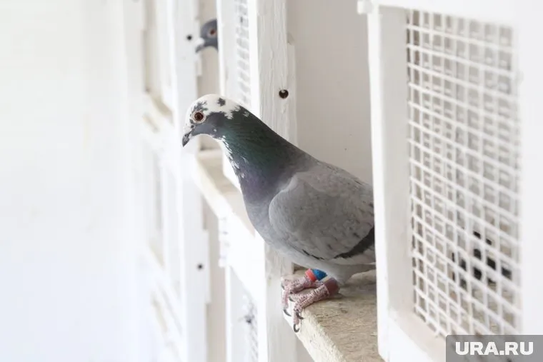 В противостоянии кошки и голубя никто не пострадал