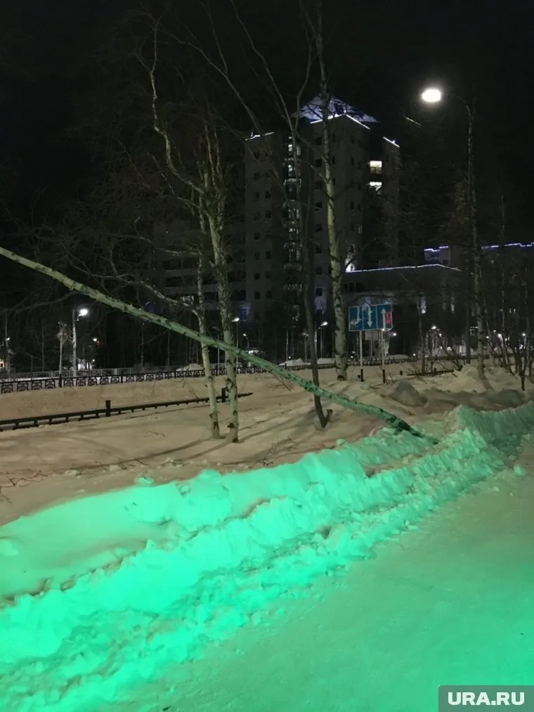 Поваленное дерево на Пионерской улице обнаружили местные жители