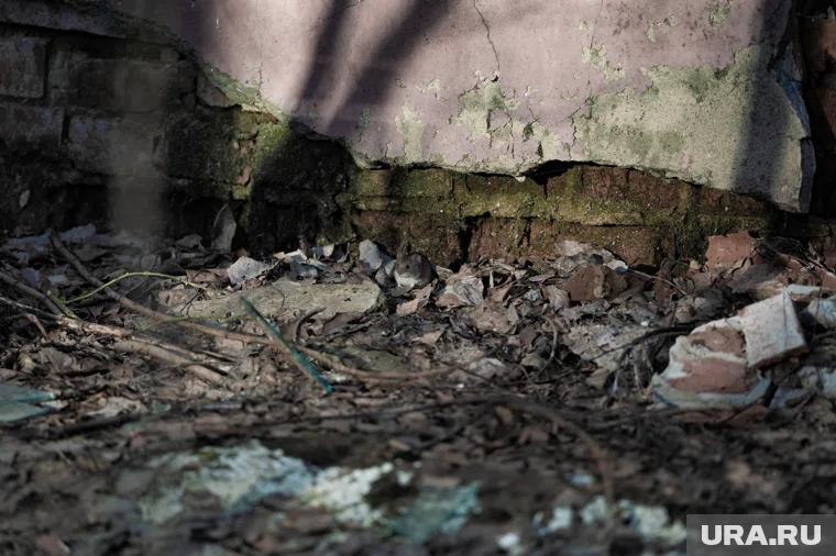 Мыши атаковали дом в Кургане