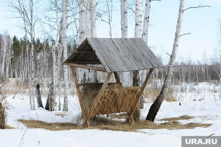 Курганские косули обеспечены подкормкой