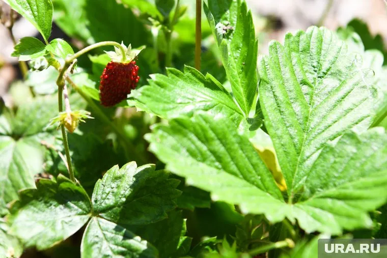 Семья свердловчан набрала почти 10 литров ягод