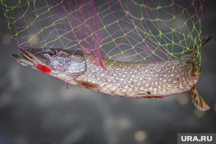 Трофейную рыбу мужчина выудил из Иртыша в Уватском районе