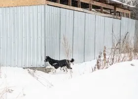 Бастрыкин потребовал разобраться с нападениями бездомных собак в Челябинске