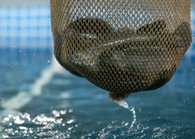 После гибели форели в Добрянке исчезнет рыбоводное ООО