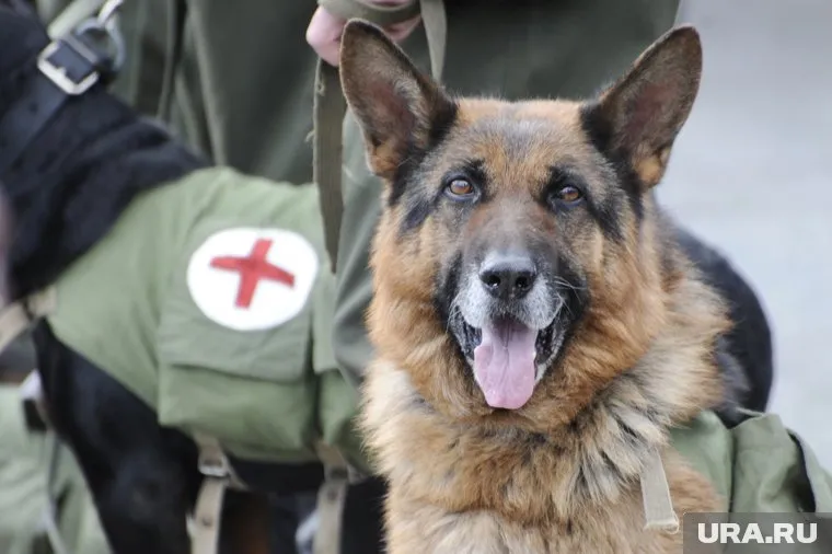 Собаки спасают жизни людей на Украине, сказал Эдгард Запашный