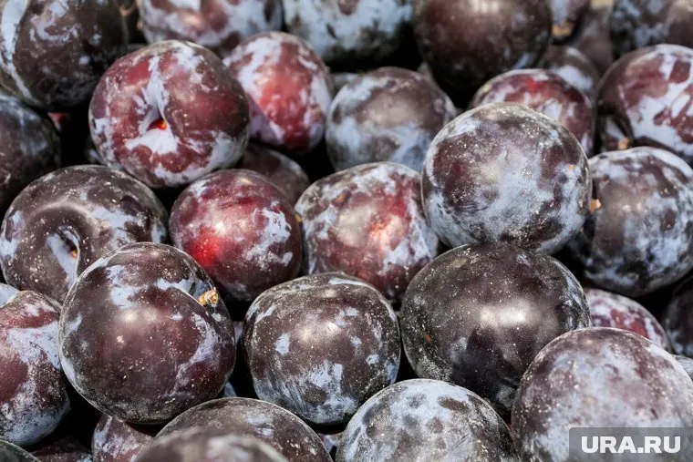 В Курганскую область привезли сливы, зараженные калифорнийской щитовкой