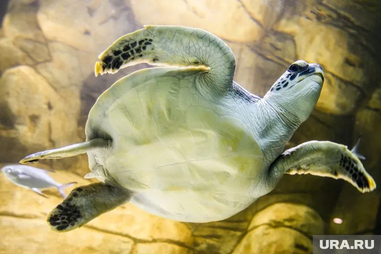 Среди любимцев мэра - две собаки и морская черепаха (архивное фото)