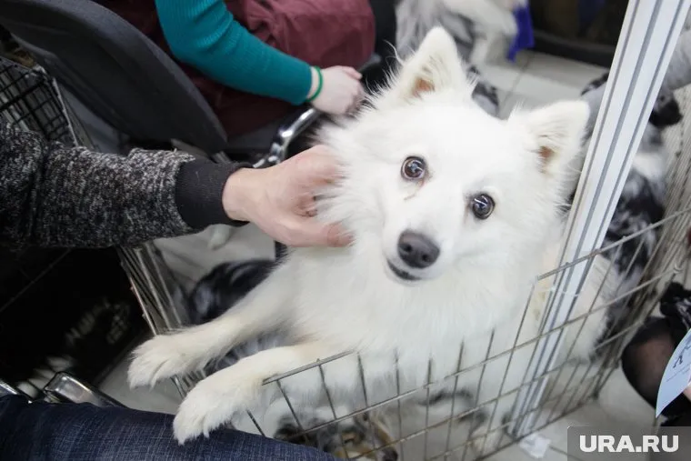 По 3 сентября на территории села запрещена продажа собак и кошек