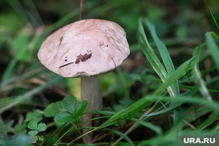 Грибников спасли полицейские в Куртамышском округе