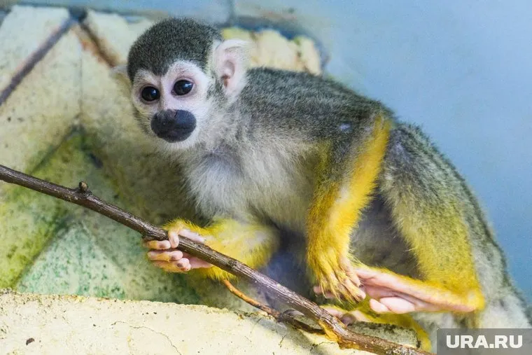 В России нет
новых подтвержденных случаев оспы обезьян