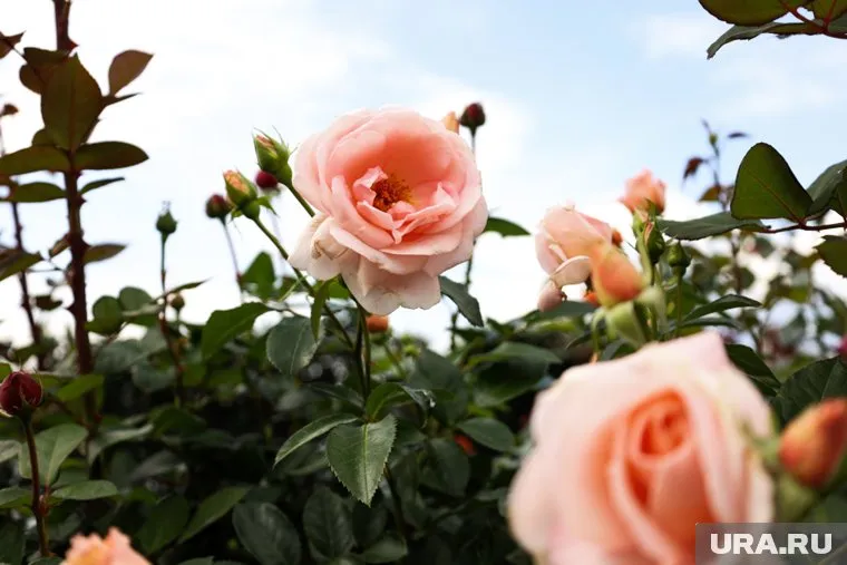 Один из застройщиков разбил сад на крыше ЖК