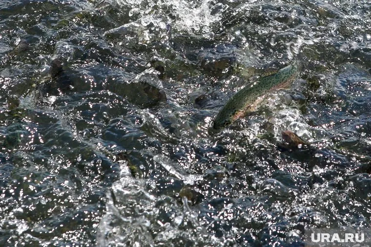 Недалеко от Перми случился массовый замор рыбы