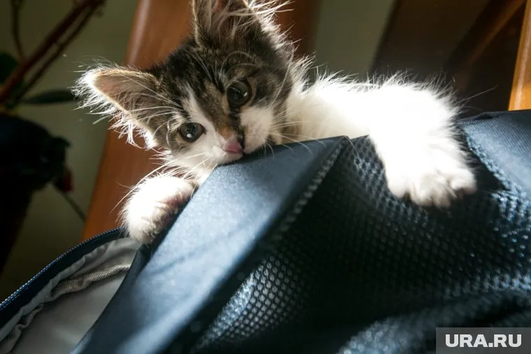 Жизнь котенка под угрозой