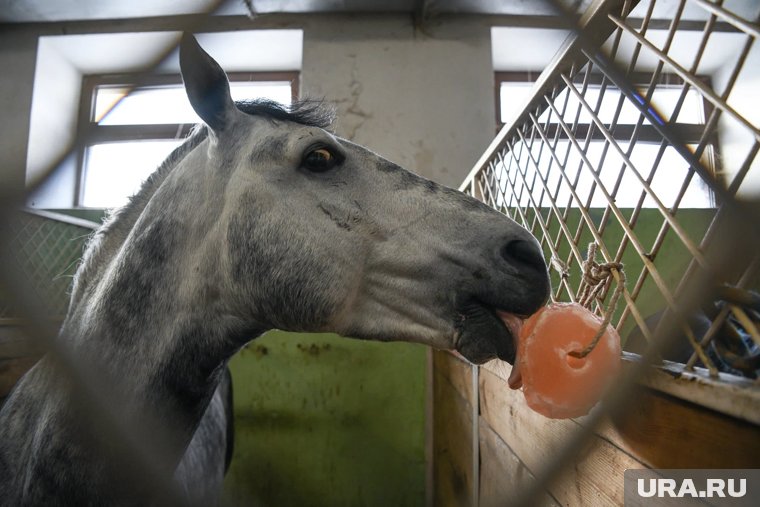 Не убираемся и идем в баню: что можно и нельзя делать на Гурьев день