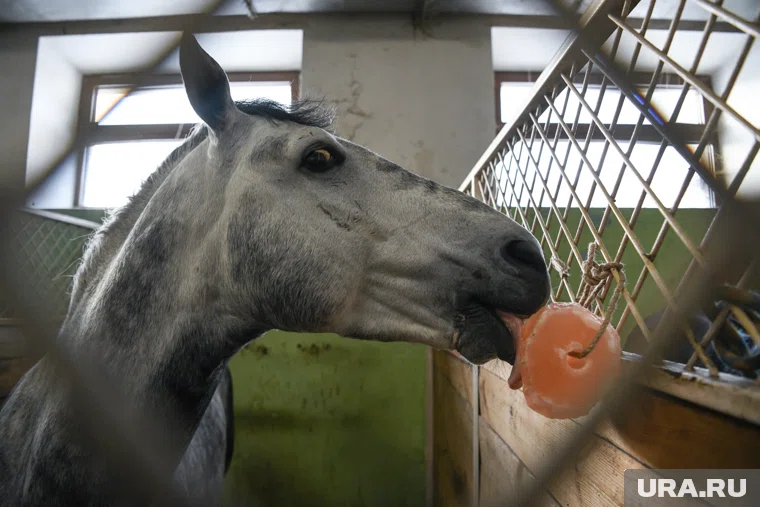 В народе на Гурьев день старались особено тщательно ухаживать за лошадьми