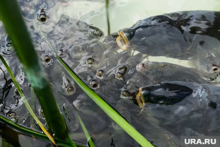 Суд приговорил виновного к 200 часам обязательных работ и взыскал с него 159 тысяч рублей