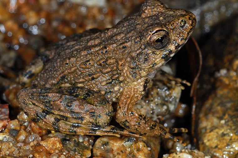 В 1984 году бугорчатую лягушку включили в Красную книгу СССР
