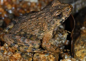 В России обнаружен вид животного, которого ранее «не существовало»