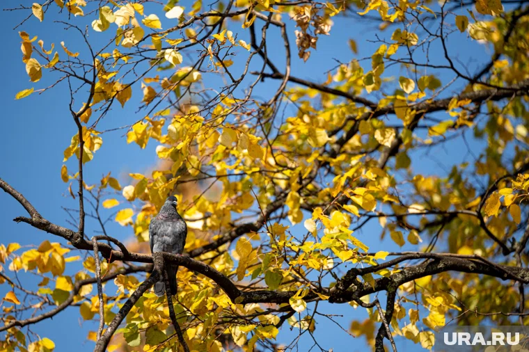 Ежегодно 9 октября православные верующие вспоминают апостола и евангелиста Иоанна Богослова 