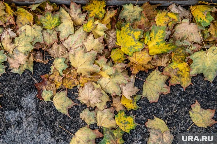 Сентябрь выдался аномально влажным