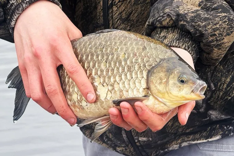 Последствия паводка в Звериноголовском районе. Курган
