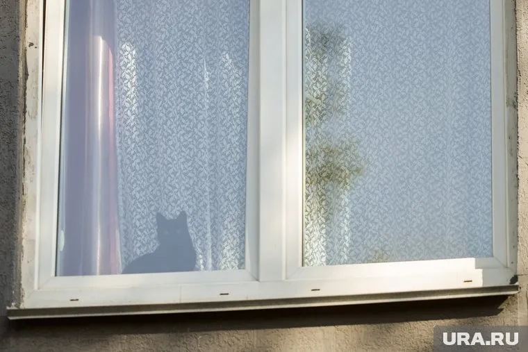 В Шадринске сирота жалуется на жилье с плесенью (фото из архива)