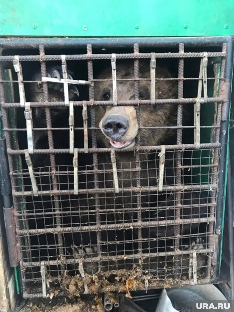 Медведь и другие животные ютились в тесных клетках