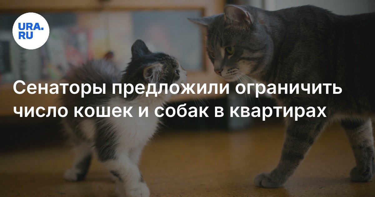 Сенаторы предложили ограничить число кошек и собак в квартирах
