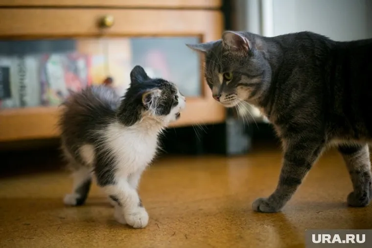 Допустимое количество питомцев будет рассчитываться, исходя из метража квартиры и дома