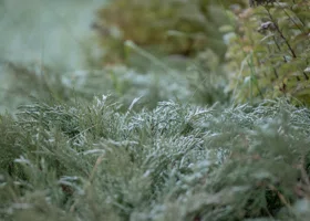 Приметы на 9 декабря: что нельзя делать в Юрьев день, чтобы не лишиться удачи